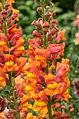 ANTIRRHINUM POTOMAC ORANGE