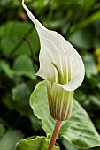 ARISAEMA CANDIDISSIMUM