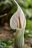 ARISAEMA CANDIDISSIMUM