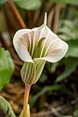 ARISAEMA CANDIDISSIMUM