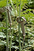 ARISAEMA CONSANGUINEUM