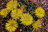 FAUCARIA TIGRINA