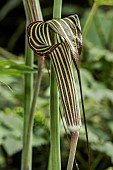 ARISAEMA CONSANGUINEUM