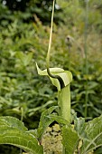 ARISAEMA TORTUOSUM