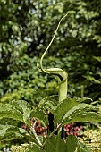 ARISAEMA TORTUOSUM