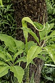 ARISAEMA TORTUOSUM