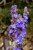 ARISTEA ECKLONII