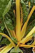 BETA VULGARIS VAR FLAVESCENS CELEBRITY