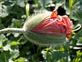 PAPAVER LATERITIUM FIREBALL (ORIENTALE FLORE PLENO)