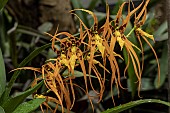 BRASSIA ORANGE DELIGHT,