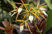 BRASSIA VERRUCOSA