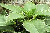 BRUGMANSIA CANDIDA VARIEGATA