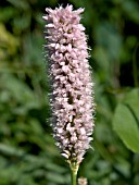 PERSICARIA BISTORTA