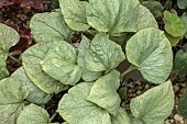 BRUNNERA MACROPHYLLA LOOKING GLAASS