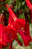 CANTUA BUXIFOLIA DANCING OAKS