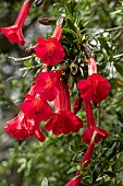 CANTUA BUXIFOLIA DANCING OAKS