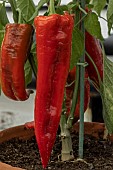 CAPSICUM ANNUUM DIABILO