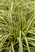 CAREX EVERGOLD