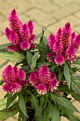 CELOSIA PLUMOSA DEEP PURPLE