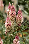 CELOSIA PLUMOSA FLAMINGO FEATHER