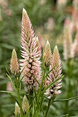 CELOSIA PLUMOSA FLAMINGO FEATHER