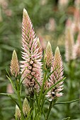 CELOSIA PLUMOSA FLAMINGO FEATHER