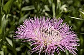 CENTAUREA AMERICANA