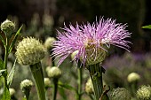 CENTAUREA AMERICANA