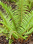 POLYSTICHUM MUNITUM