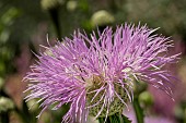 CENTAUREA AMERICANA