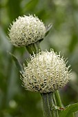 CENTAUREA AMERICANA