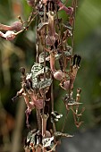 CEROPEGIA WOODII