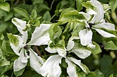 CLEMATIS VITICELLA ALBA LUXURIANS