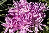 COLCHICUM WATERLILY