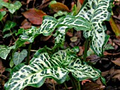 ARUM ITALICUM