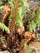 POLYSTICHUM SETIFERUM HERRENHAUSEN