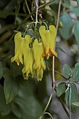 CORYDALIS SCANDENS