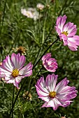 COSMOS CANDY STRIPE