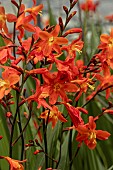 CROCOSMIA CARMIN BRILLIANT