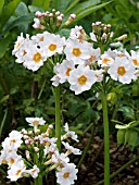 PRIMULA JAPONICA POSTFORD WHITE