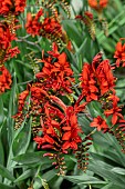 CROCOSMIA COCCINEA LUCIFER