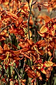 CROCOSMIA X CROCOSMIFLORA EMILY MACKENZIE