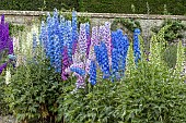 DELPHINIUM TRIALS