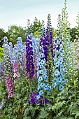 DELPHINIUM TRIALS