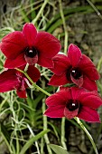 DENDROBIUM THAILAND BLACK