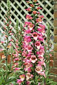 DIGITALIS X VALINII BERRY CANARY