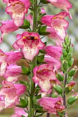 DIGITALIS X VALINII BERRY CANARY