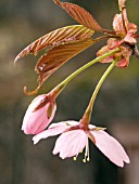 PRUNUS SARGENTII (FLOWERING CHERRY)