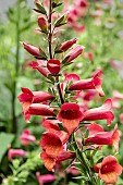 DIGITALIS X VALINII ILLUMINATION RASPBERRY