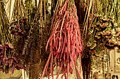 DRIED FLOWERS